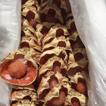 蟹宝一手货源30克，40克，50克，70克