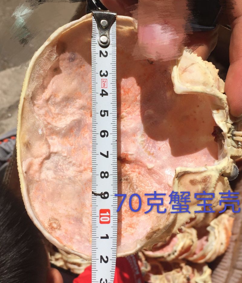 蟹宝一手货源30克，40克，50克，70克