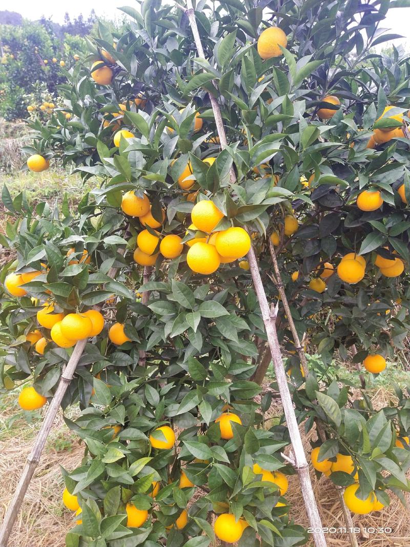 广西桂林灵川大境瑶族乡铁坑村蜜香橙大量上