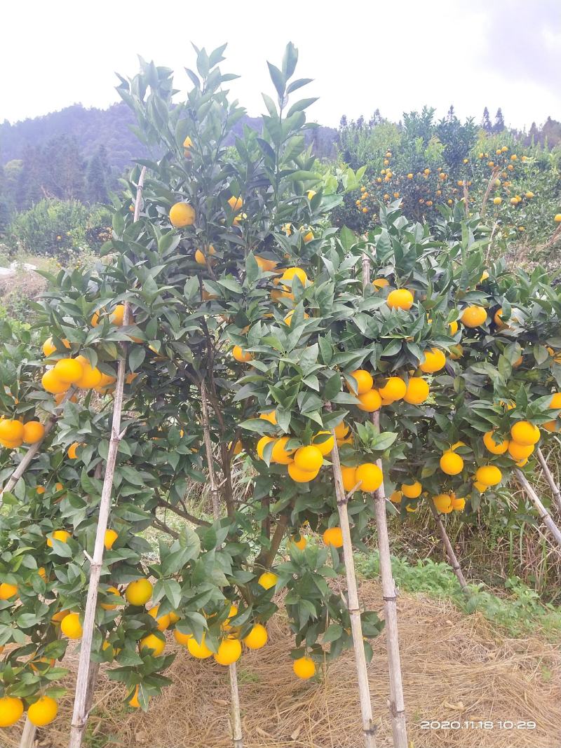 广西桂林灵川大境瑶族乡铁坑村蜜香橙大量上