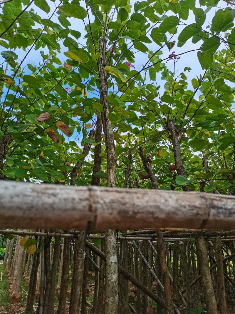 出售4-8公分红花紫荆，需要的老板联系，奇待与您共赢