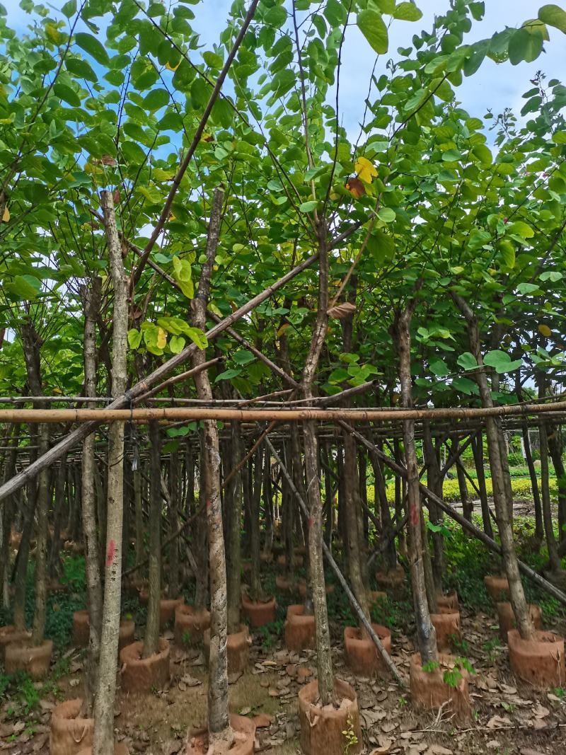 出售4-8公分红花紫荆，需要的老板联系，奇待与您共赢