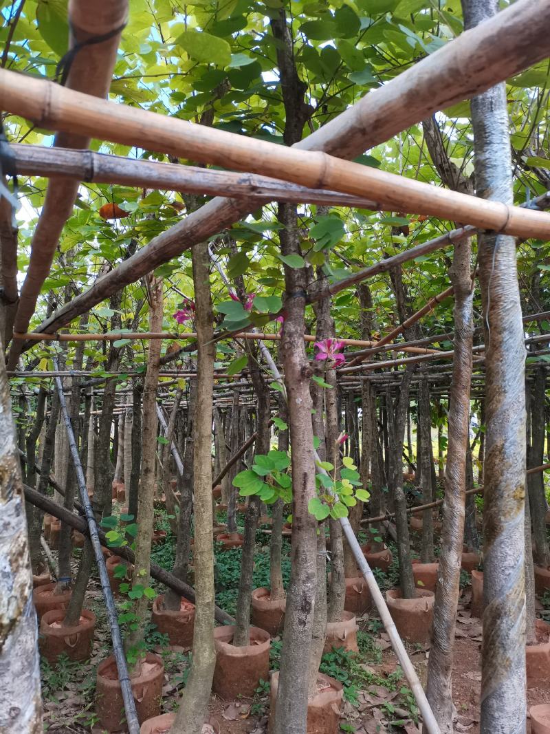 出售4-8公分红花紫荆，需要的老板联系，奇待与您共赢