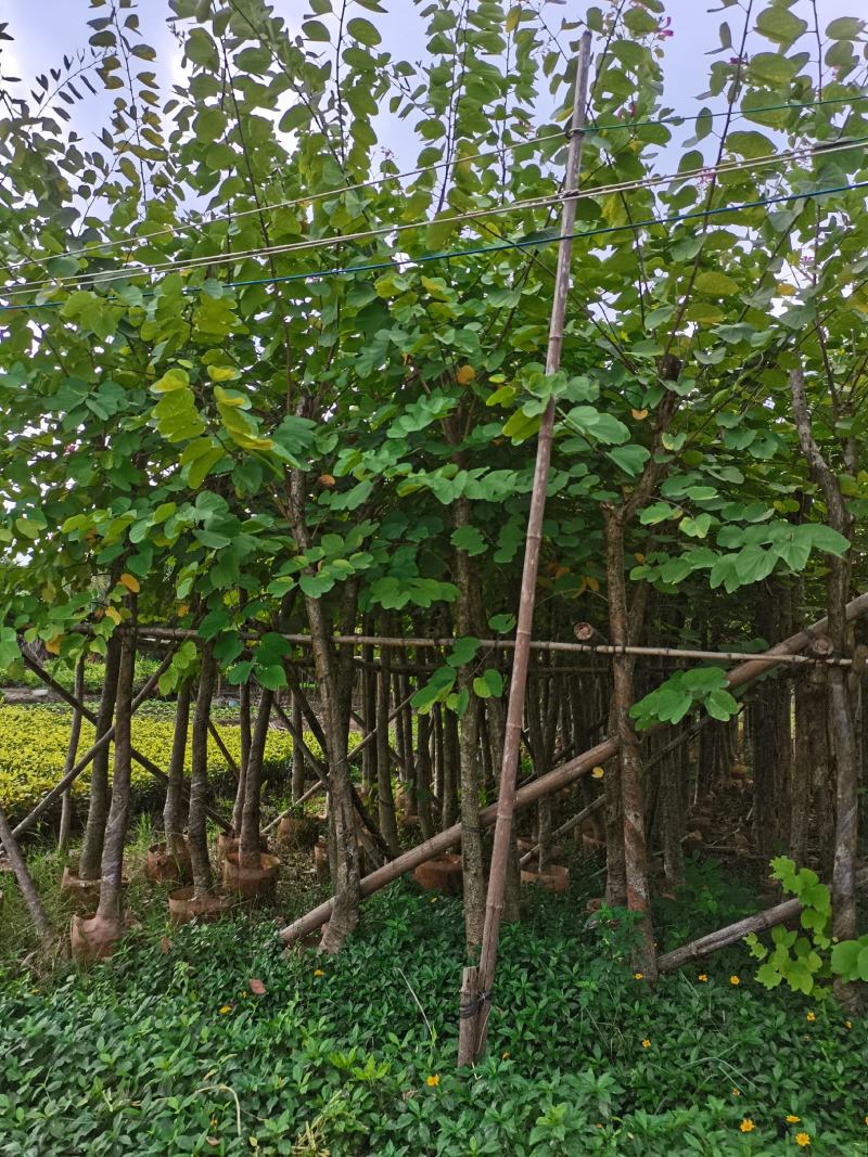 出售4-8公分红花紫荆，需要的老板联系，奇待与您共赢