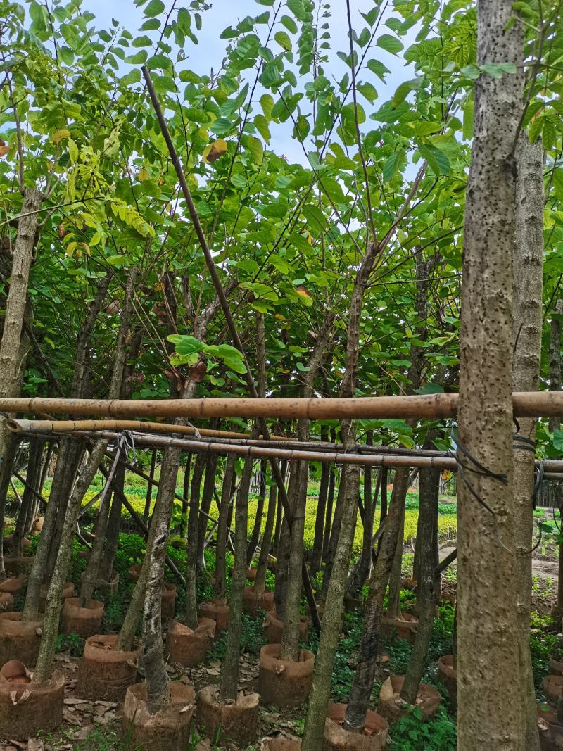 出售4-8公分红花紫荆，需要的老板联系，奇待与您共赢
