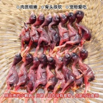 脱毛小鹌鹑做宠物食品的可以进来