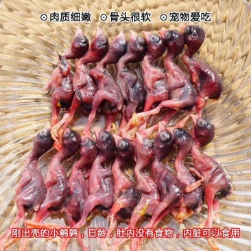 脱毛小鹌鹑做宠物食品的可以进来