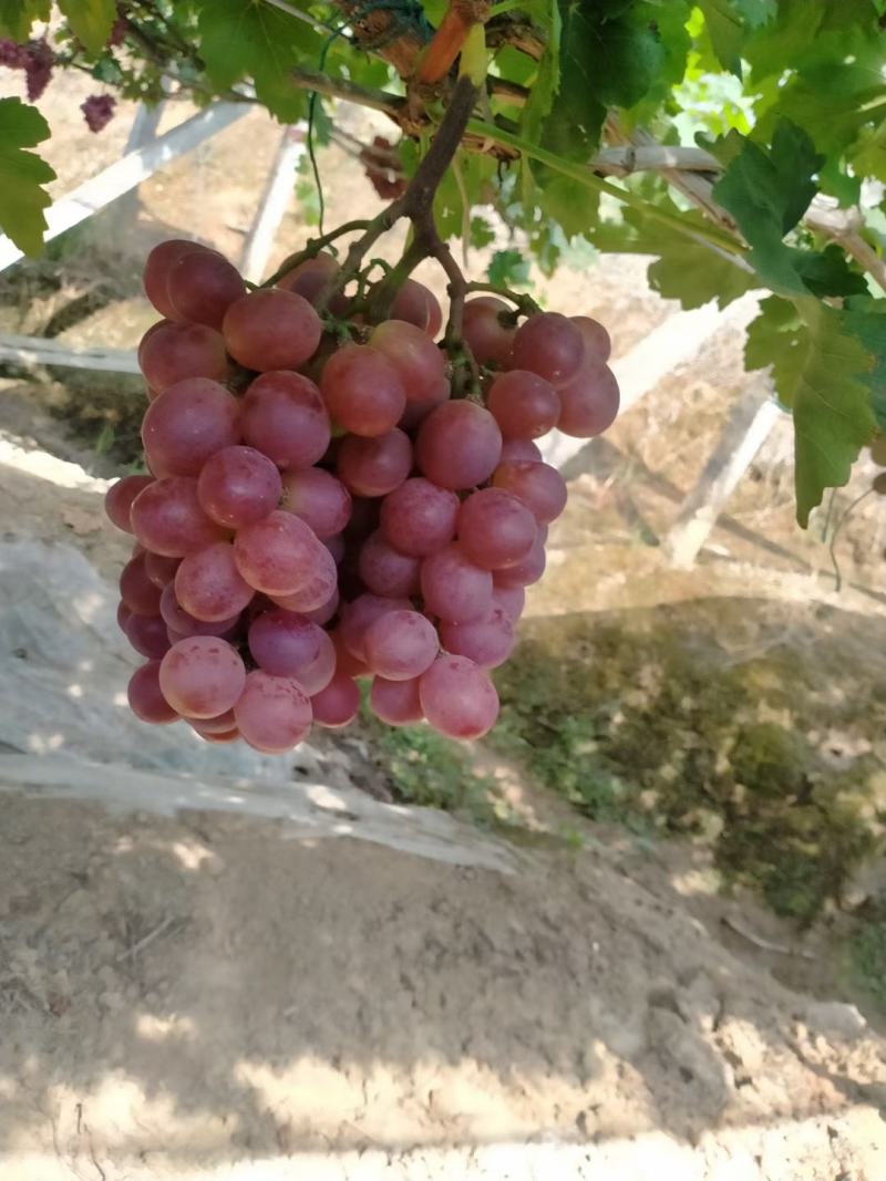 精品葡萄湖南澧县吐鲁番万亩葡萄产地红提葡萄。品质保证