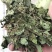 包邮薄荷叶一公斤起卖量大从优