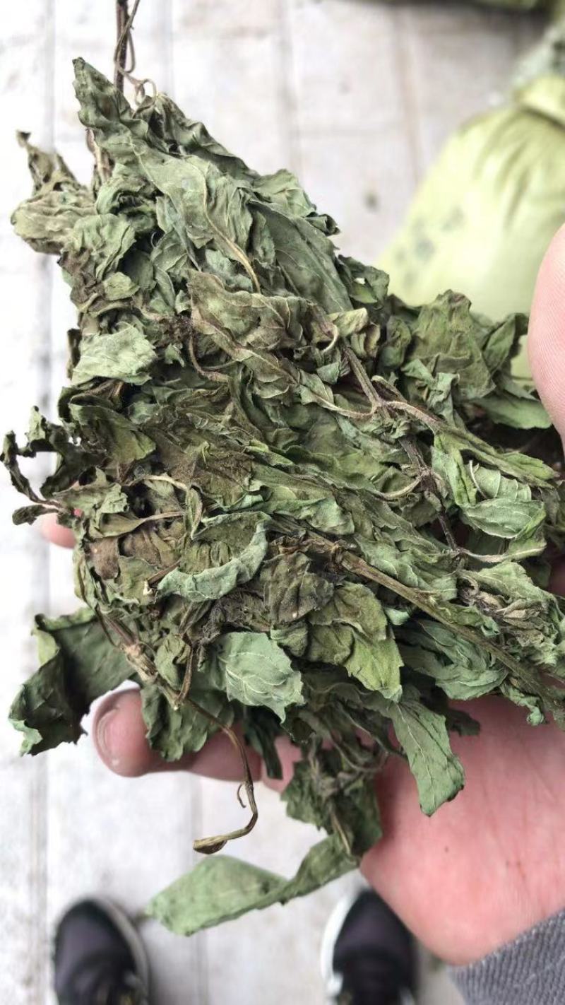 包邮薄荷叶一公斤起卖量大从优