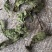 包邮薄荷叶一公斤起卖量大从优