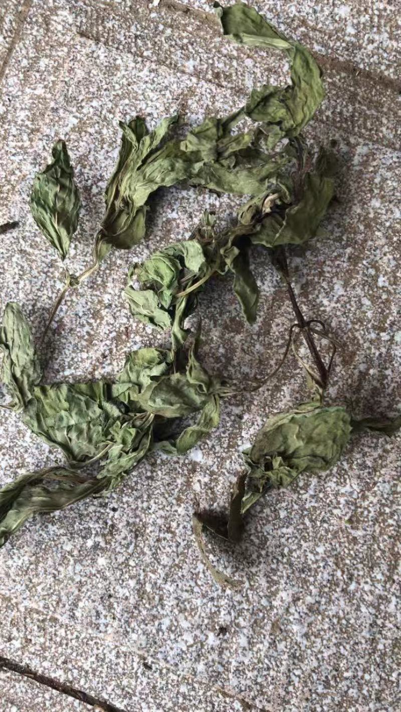 包邮薄荷叶一公斤起卖量大从优