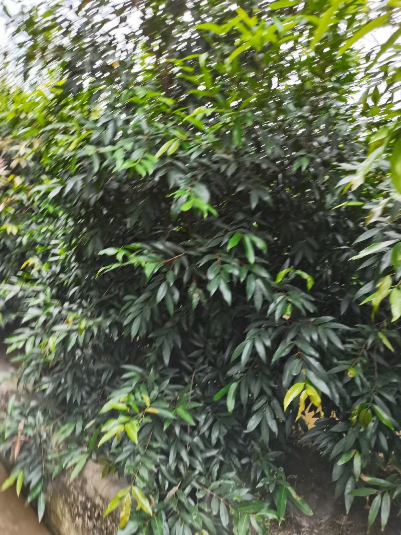 水蒲桃（绿化树，景观树）