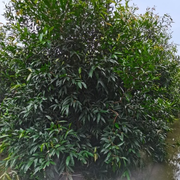 水蒲桃（绿化树，景观树）