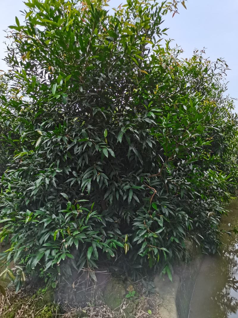 水蒲桃（绿化树，景观树）