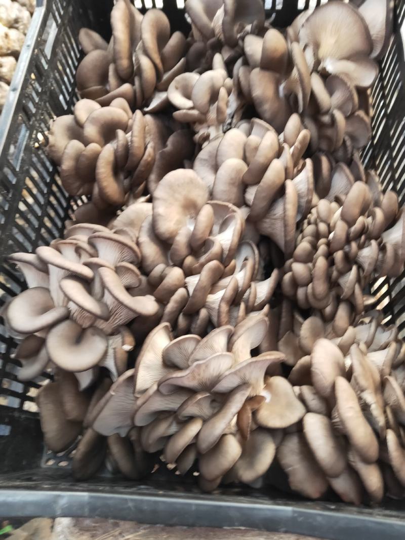 食用菌鲜货，批发，代卖，全国发货
