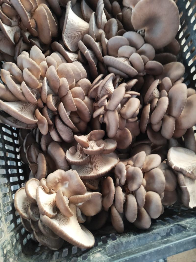 食用菌鲜货，批发，代卖，全国发货