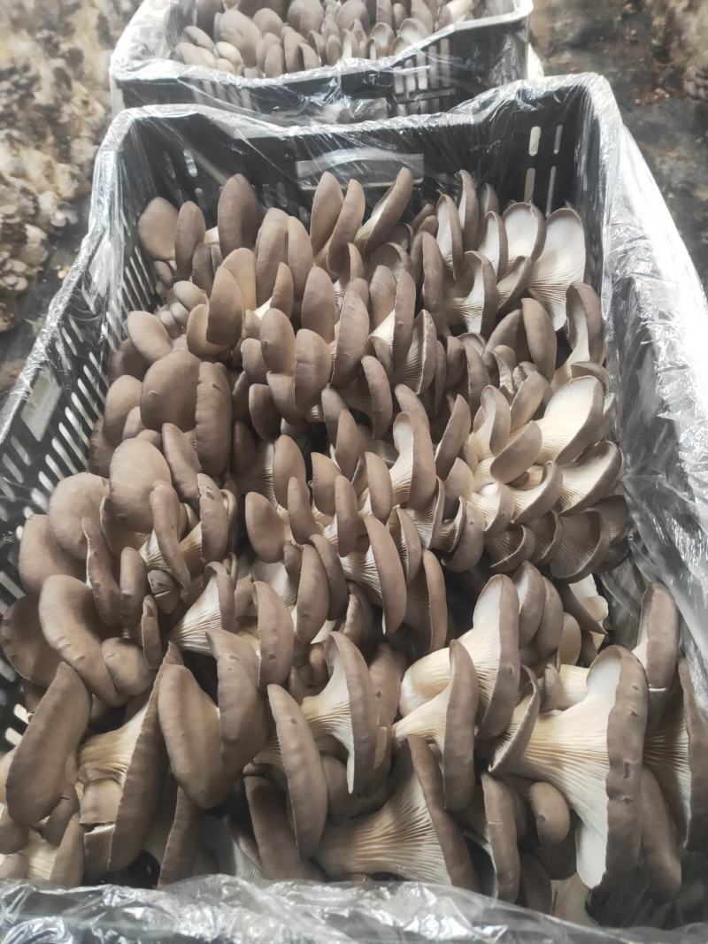 食用菌鲜货，批发，代卖，全国发货