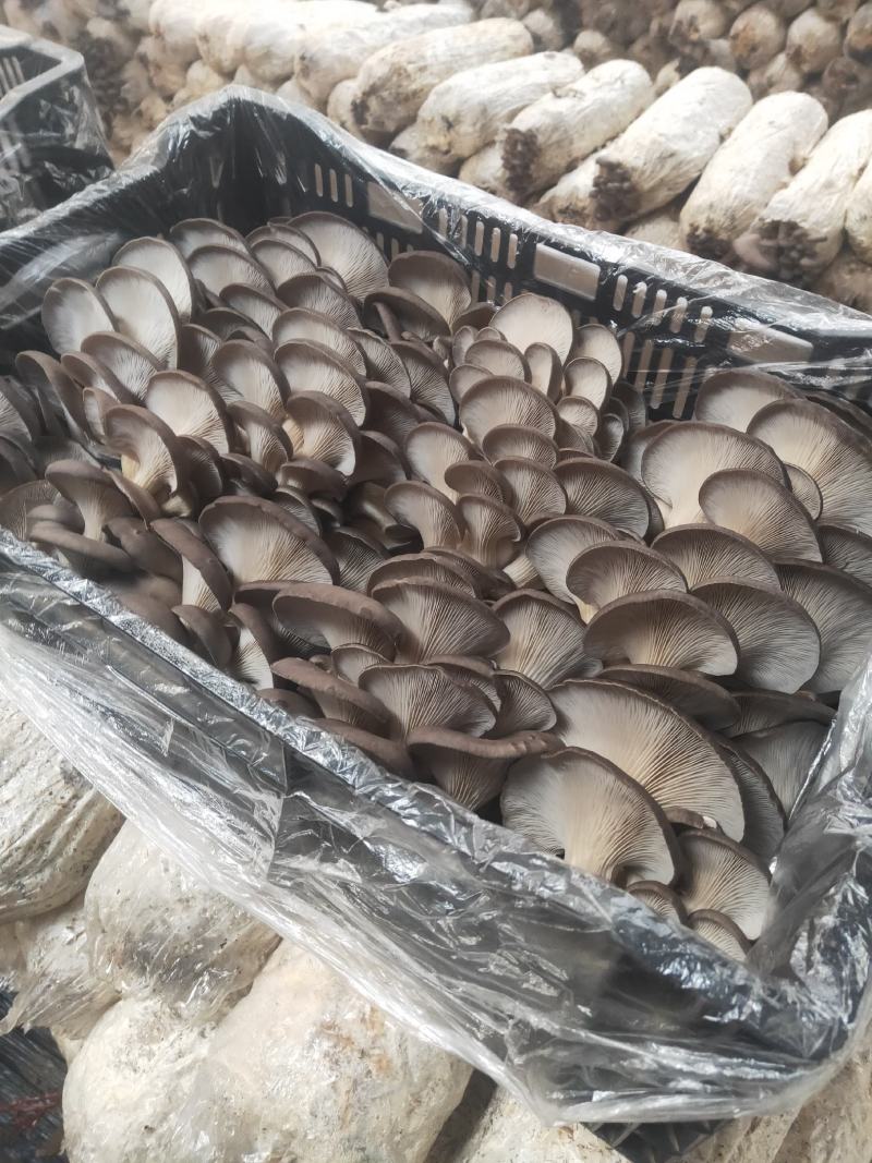 食用菌鲜货，批发，代卖，全国发货