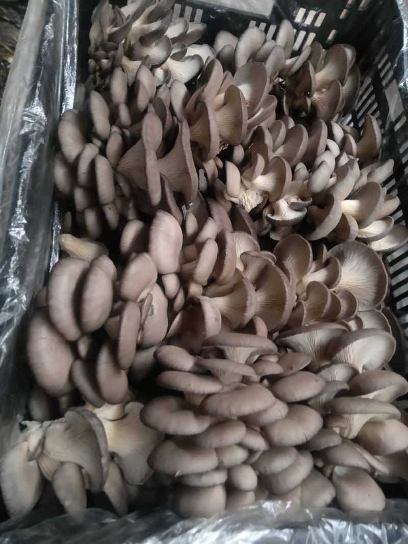 食用菌鲜货，批发，代卖，全国发货