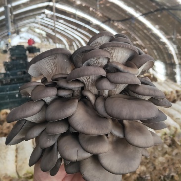 食用菌鲜货，批发，代卖，全国发货