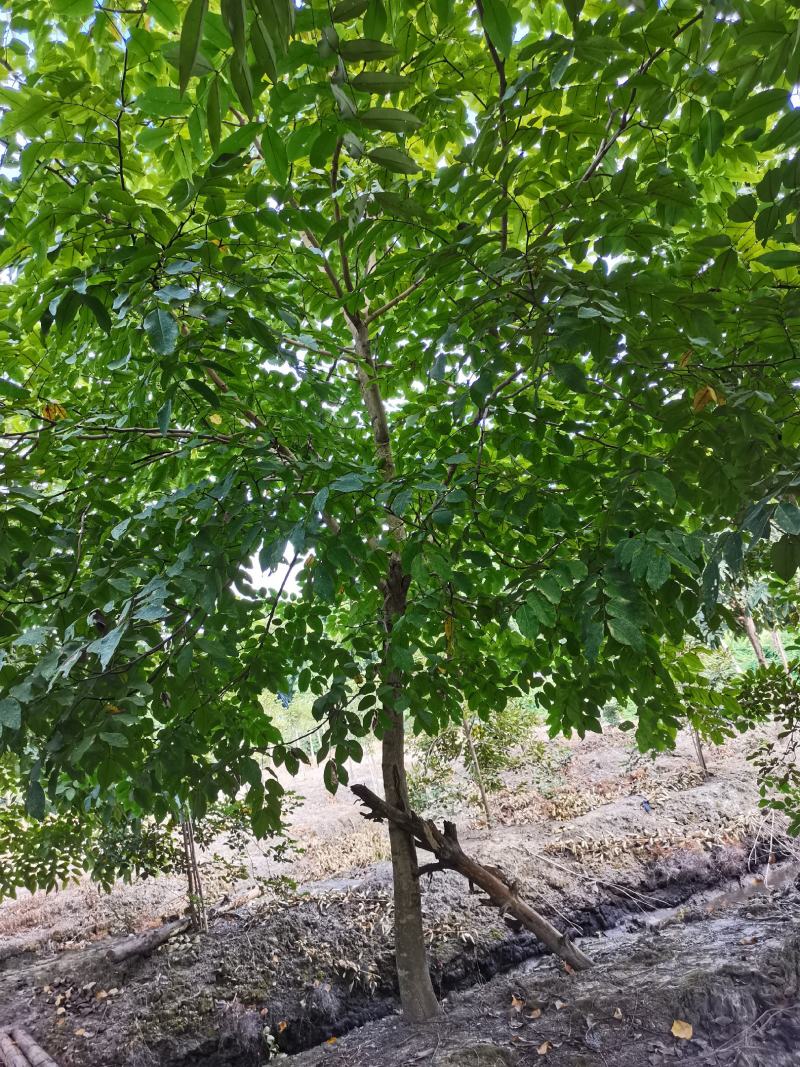 腊肠树（猪肠豆绿化树树）