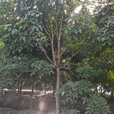 腊肠树（猪肠豆绿化树树）