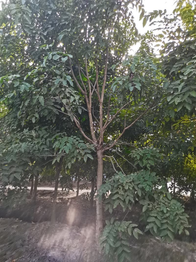 腊肠树（猪肠豆绿化树树）