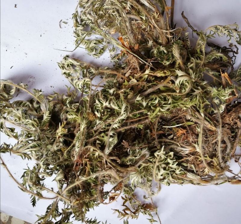 委陵菜，道地药材，质优价实，品质保证，药典标准，一公斤起