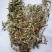 委陵菜，道地药材，质优价实，品质保证，药典标准，一公斤起
