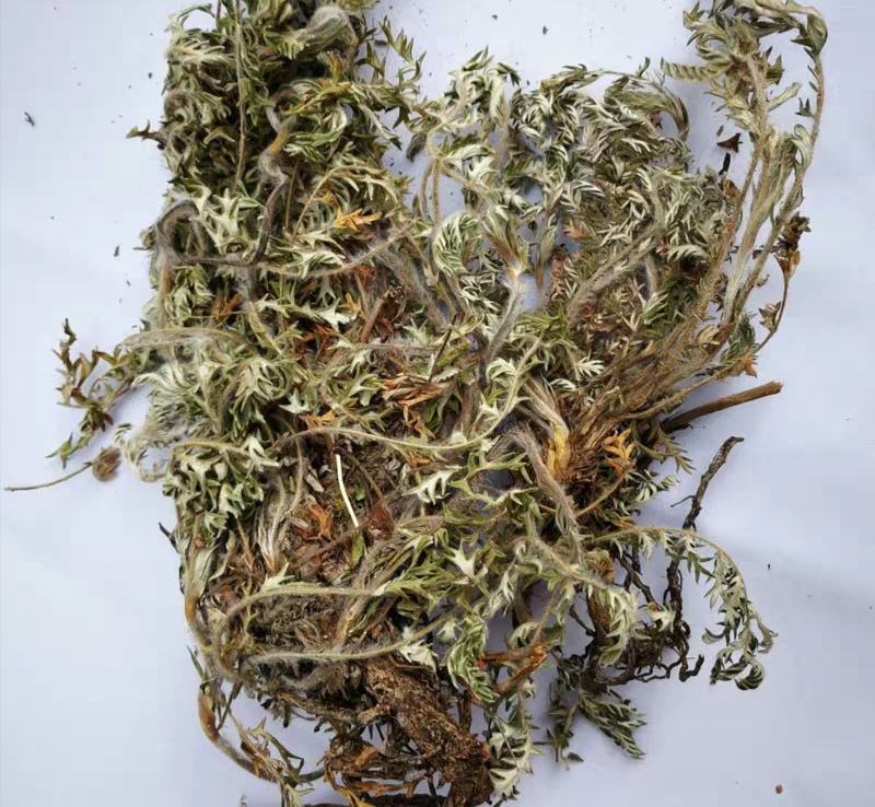委陵菜，道地药材，质优价实，品质保证，药典标准，一公斤起