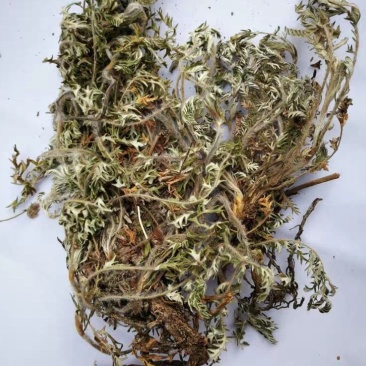 委陵菜，道地药材，质优价实，品质保证，药典标准，一公斤起