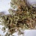 委陵菜，道地药材，质优价实，品质保证，药典标准，一公斤起