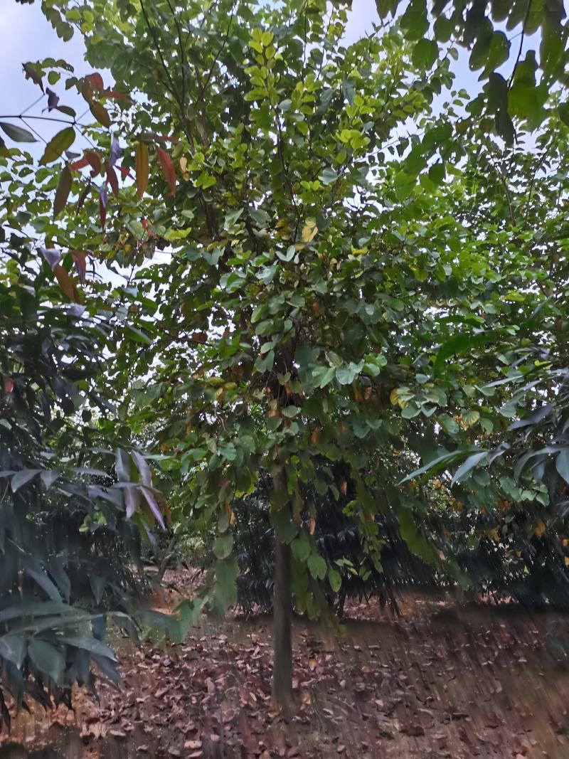 宫粉紫荆（绿化景观树）