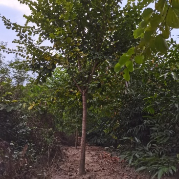 宫粉紫荆（绿化景观树）