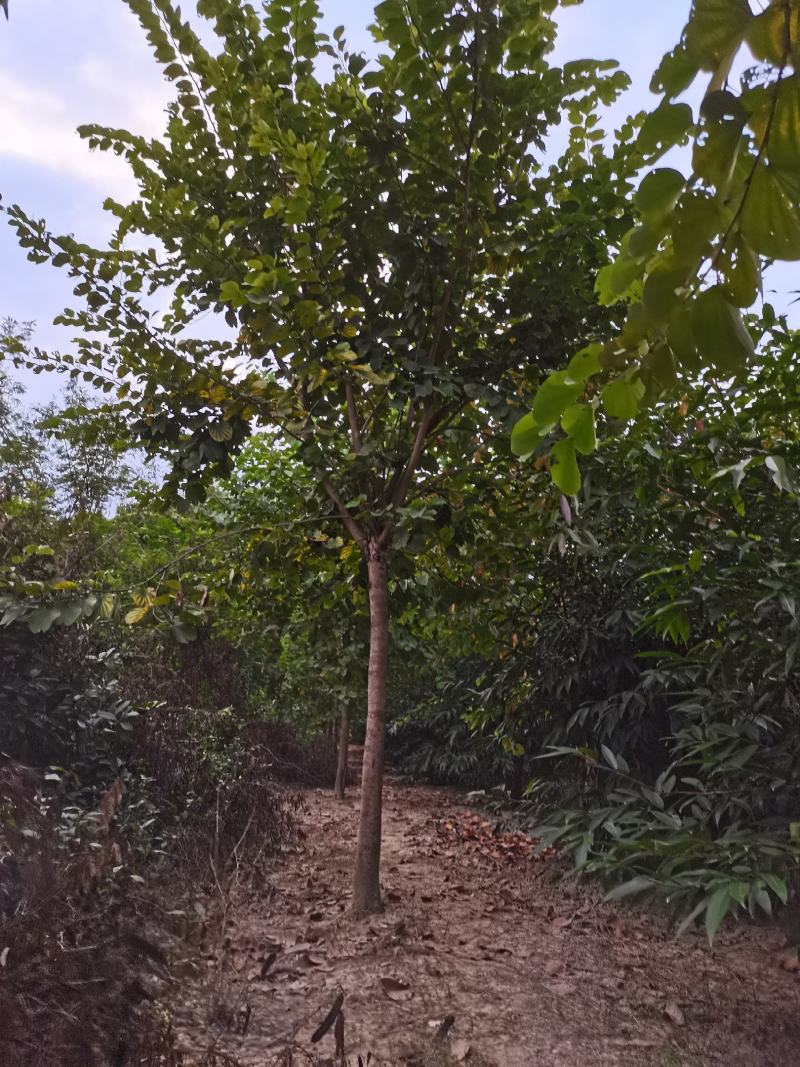 宫粉紫荆（绿化景观树）