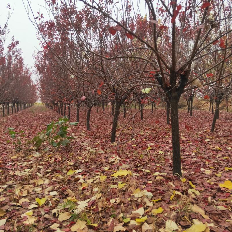 紫叶李3到15公分一级树占地树