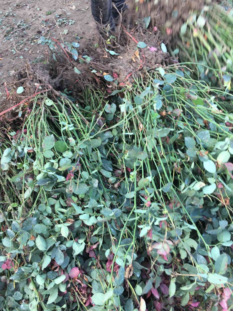 月季大红帽月季丰花月季农户现挖现卖高度40到50