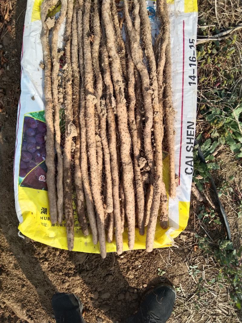 渭南垆土铁棍山药，口感好，价格合适