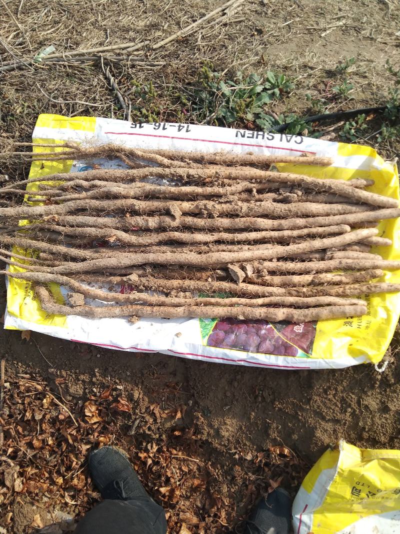 渭南垆土铁棍山药，口感好，价格合适