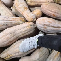 密本南瓜黄色5到12斤耐运输