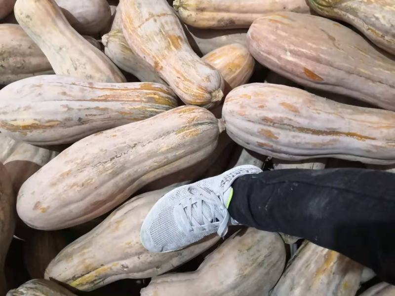密本南瓜黄色5到12斤耐运输