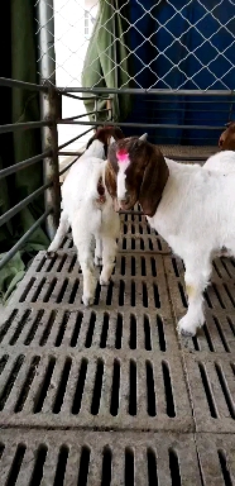 波尔山羊种羊苗，育肥羊苗，青年母羊，怀孕母羊够羊享养殖补