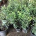 法国香水藤爬藤植物盆栽苗香水茉莉耐寒带土发货秋冬开花
