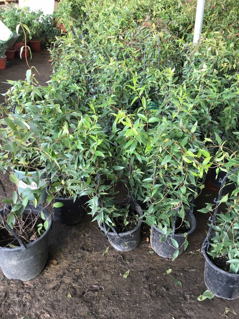 法国香水藤爬藤植物盆栽苗香水茉莉耐寒带土发货秋冬开花