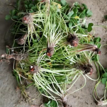 红花酢浆草红花草多年生的苗圃实拍图片现挖现卖