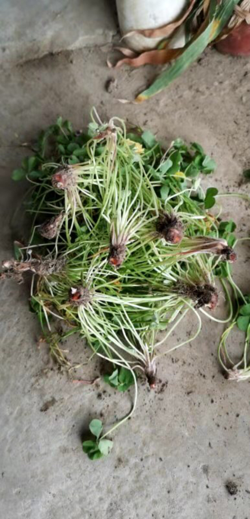 红花酢浆草红花草多年生的苗圃实拍图片现挖现卖