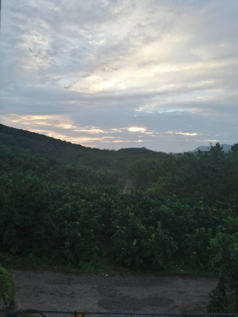 因果树太密！要抽掉部份柚子树卖掉！价格面议！有20公分左