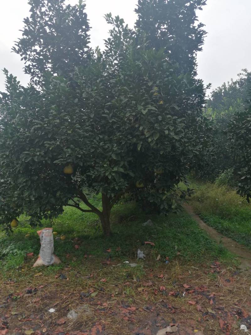 因果树太密！要抽掉部份柚子树卖掉！价格面议！有20公分左