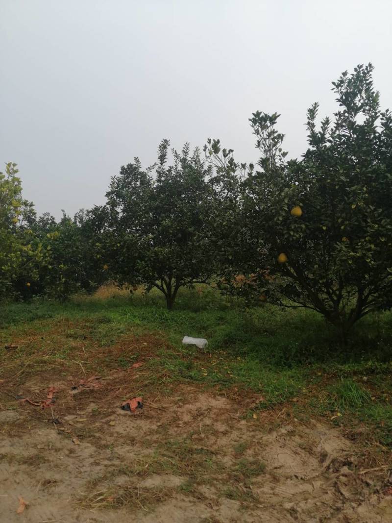 因果树太密！要抽掉部份柚子树卖掉！价格面议！有20公分左